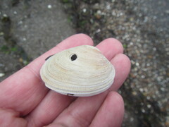 Veneridae