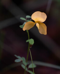 Chapmannia floridana