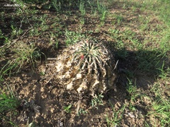 Ferocactus latispinus