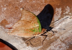 Charaxes candiope