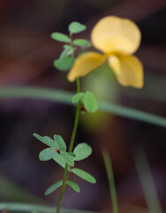 Chapmannia floridana