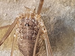 Opilio parietinus
