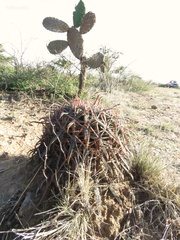 Ferocactus latispinus