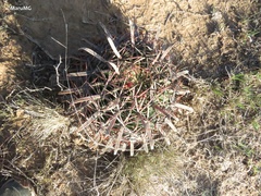 Ferocactus latispinus