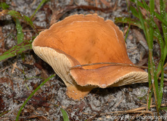 Lactifluus