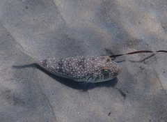 Torquigener flavimaculosus