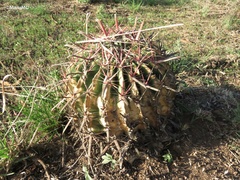 Ferocactus latispinus