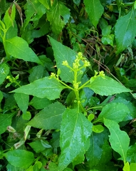 Verbesina occidentalis