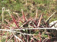 Ferocactus latispinus