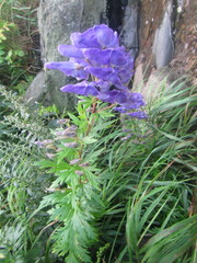 Aconitum fischeri
