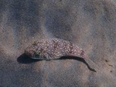 Torquigener flavimaculosus