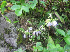 Adenophora triphylla