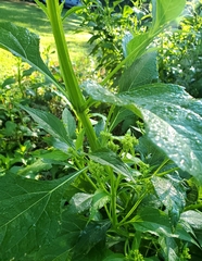 Verbesina occidentalis