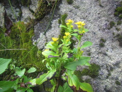 Solidago decurrens