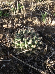 Mammillaria uncinata