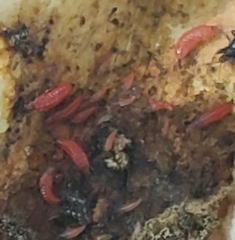 Thysanoptera