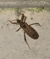 Oncocephalus squalidus