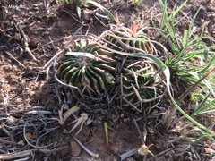 Echinofossulocactus pentacanthus