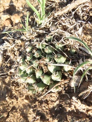 Mammillaria uncinata