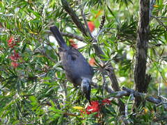 Philemon buceroides