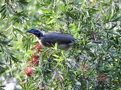 Philemon buceroides
