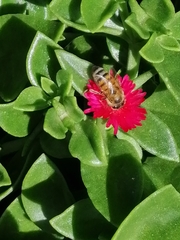 Apis mellifera