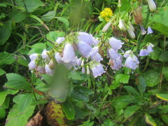 Adenophora triphylla