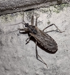 Oncocephalus squalidus