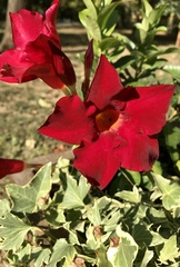 Apocynoideae