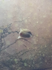 Lymnaeidae