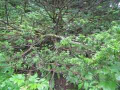 Taxus cuspidata