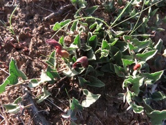 Aristolochia wrightii