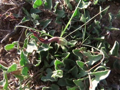 Aristolochia wrightii