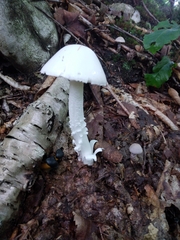 Amanita bisporigera