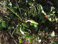 Aristolochia wrightii