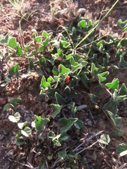 Aristolochia wrightii