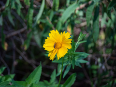 Coreopsis lanceolata
