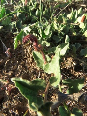 Aristolochia wrightii