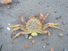 Telmessus cheiragonus