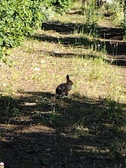 Leporidae