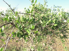 Forestiera