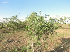Forestiera