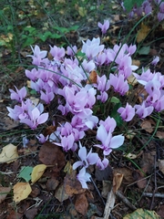 Cyclamen hederifolium