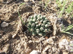 Mammillaria uncinata