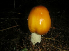 Amanita muscaria