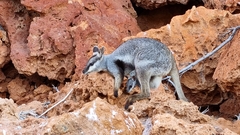 Petrogale lateralis