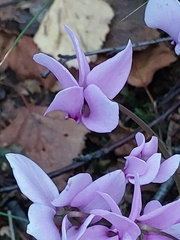 Cyclamen hederifolium