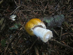 Amanita muscaria