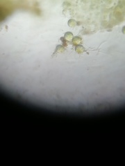 Volvocales