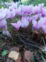 Cyclamen hederifolium